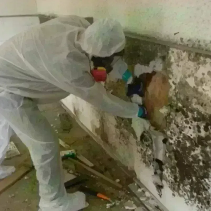 Mold Remediation and Removal in Fredonia, AZ